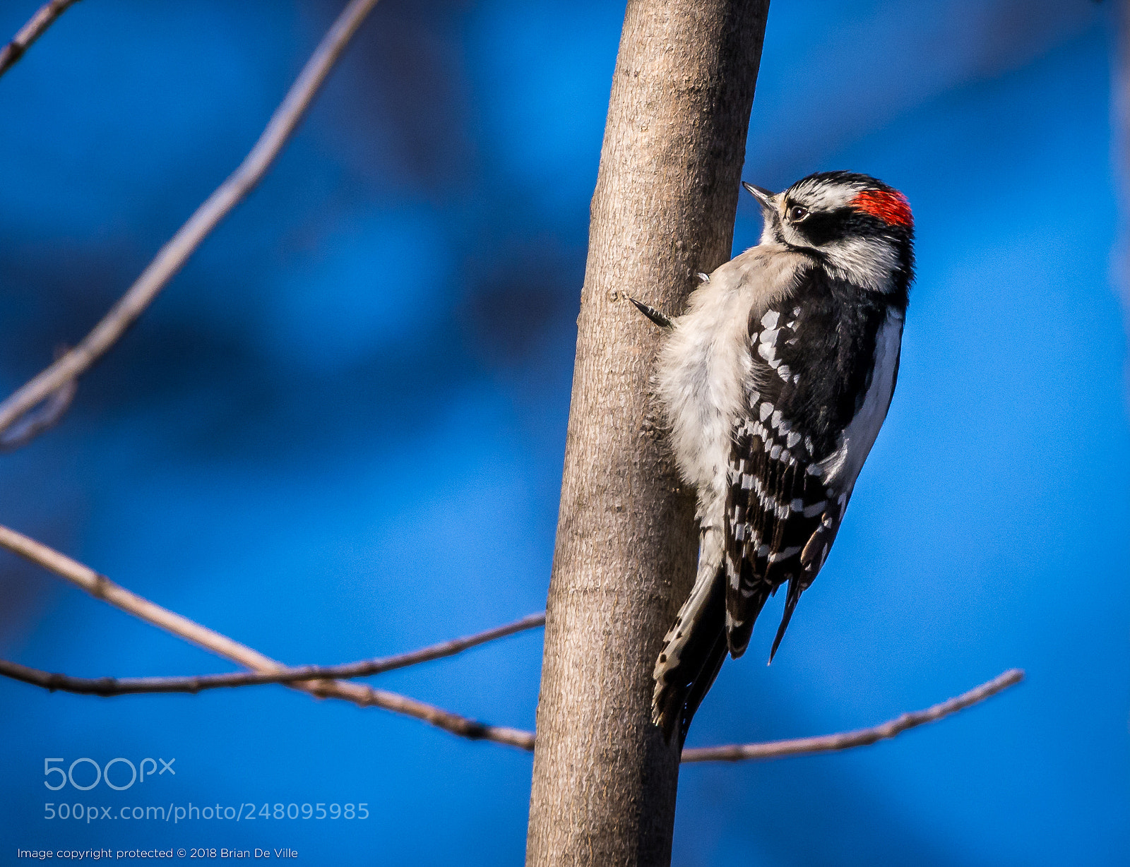 Nikon D7100 sample photo. Downy woodpecker photography
