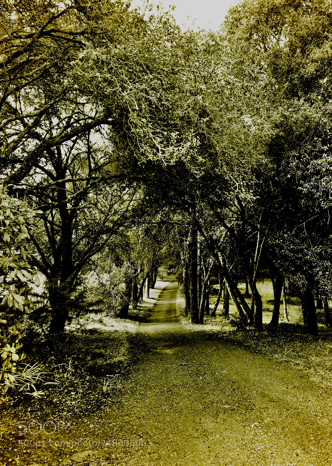 Apple iPhone 6s sample photo. Country road photography