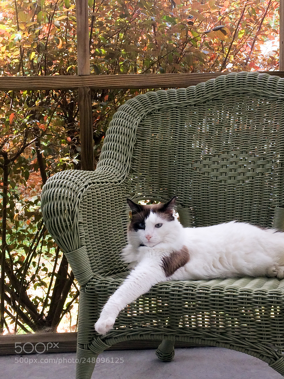 Apple iPhone 5s sample photo. Porch cat photography