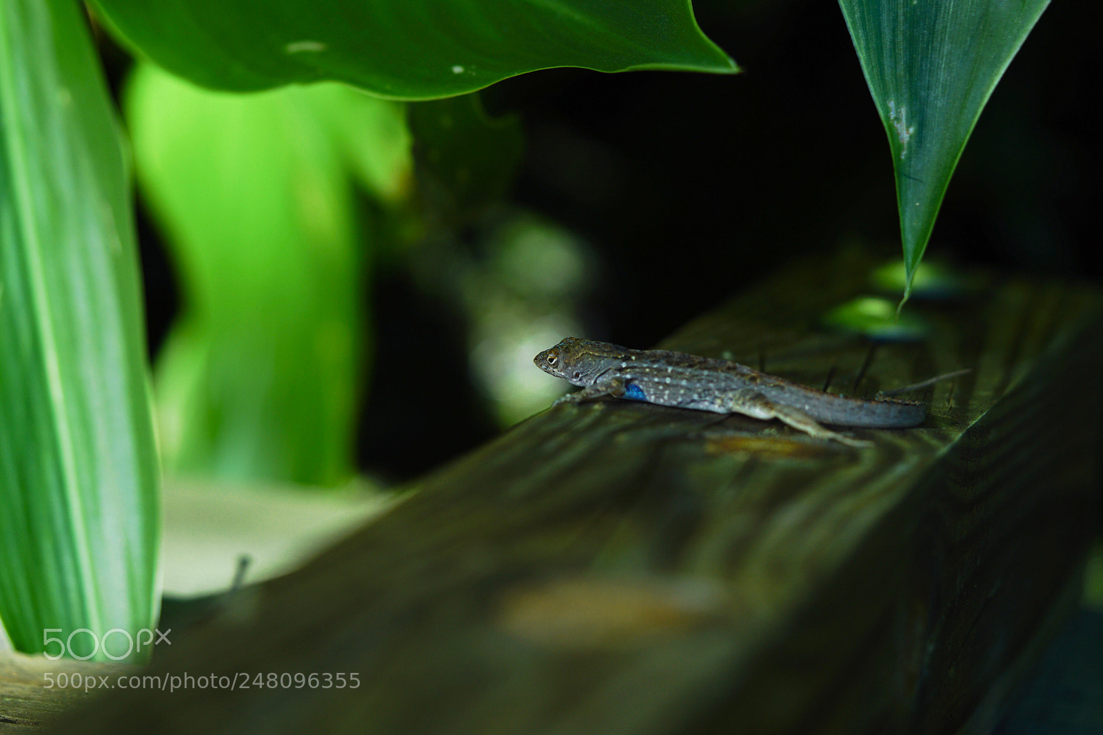Sony a6300 sample photo. Lizard part 2. i photography