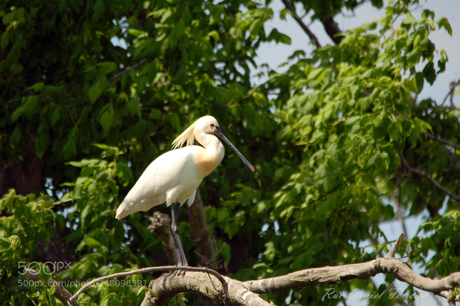 Nikon D50 sample photo. Colhereiro platalea leucorodia photography