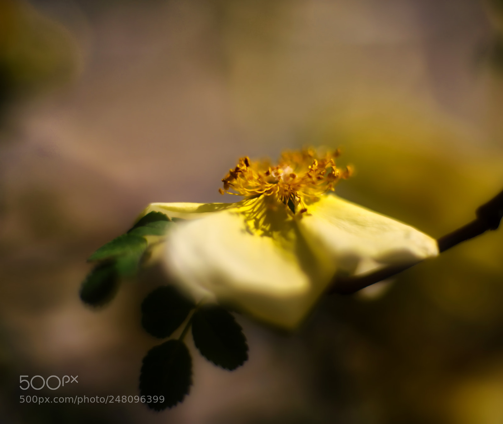 Nikon D800E sample photo. I am not yours photography