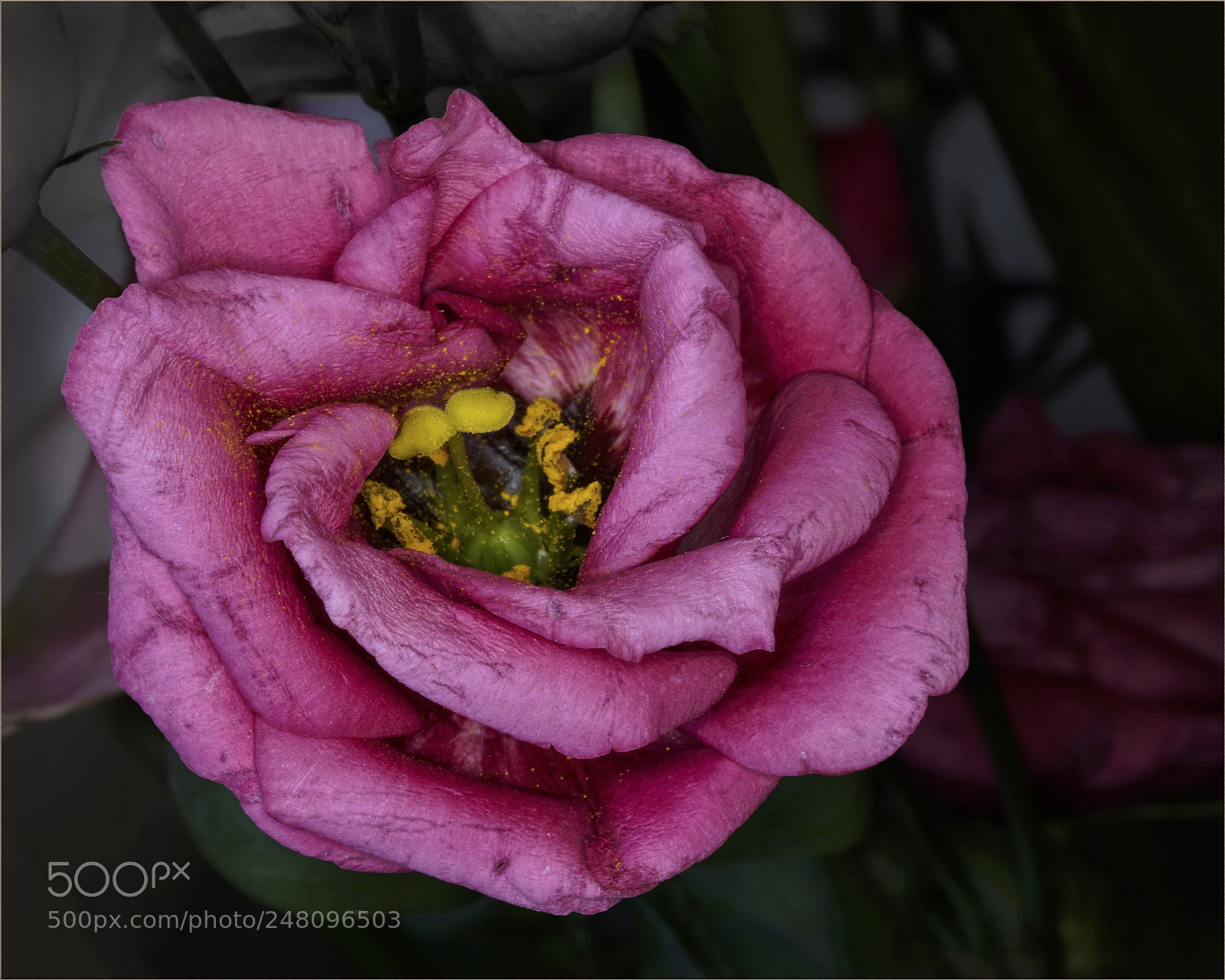 Sony ILCA-77M2 sample photo. Close-up eustoma photography