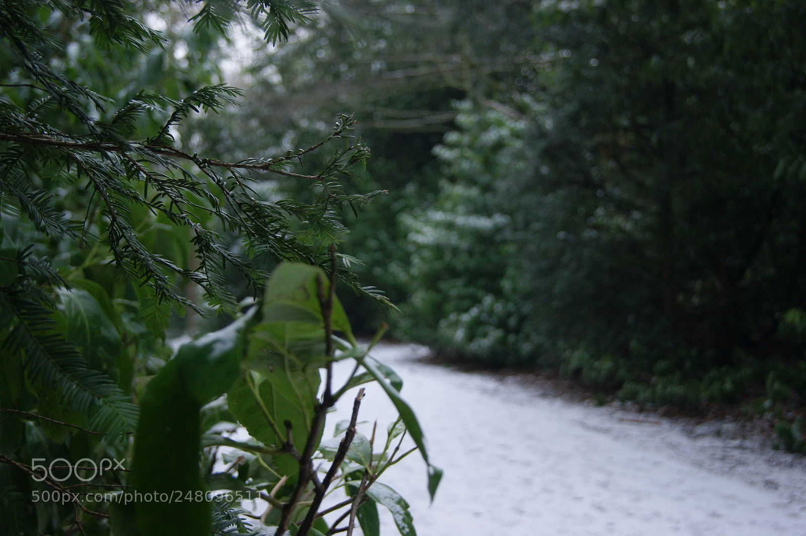 Sony Alpha DSLR-A290 sample photo. Untitled photography
