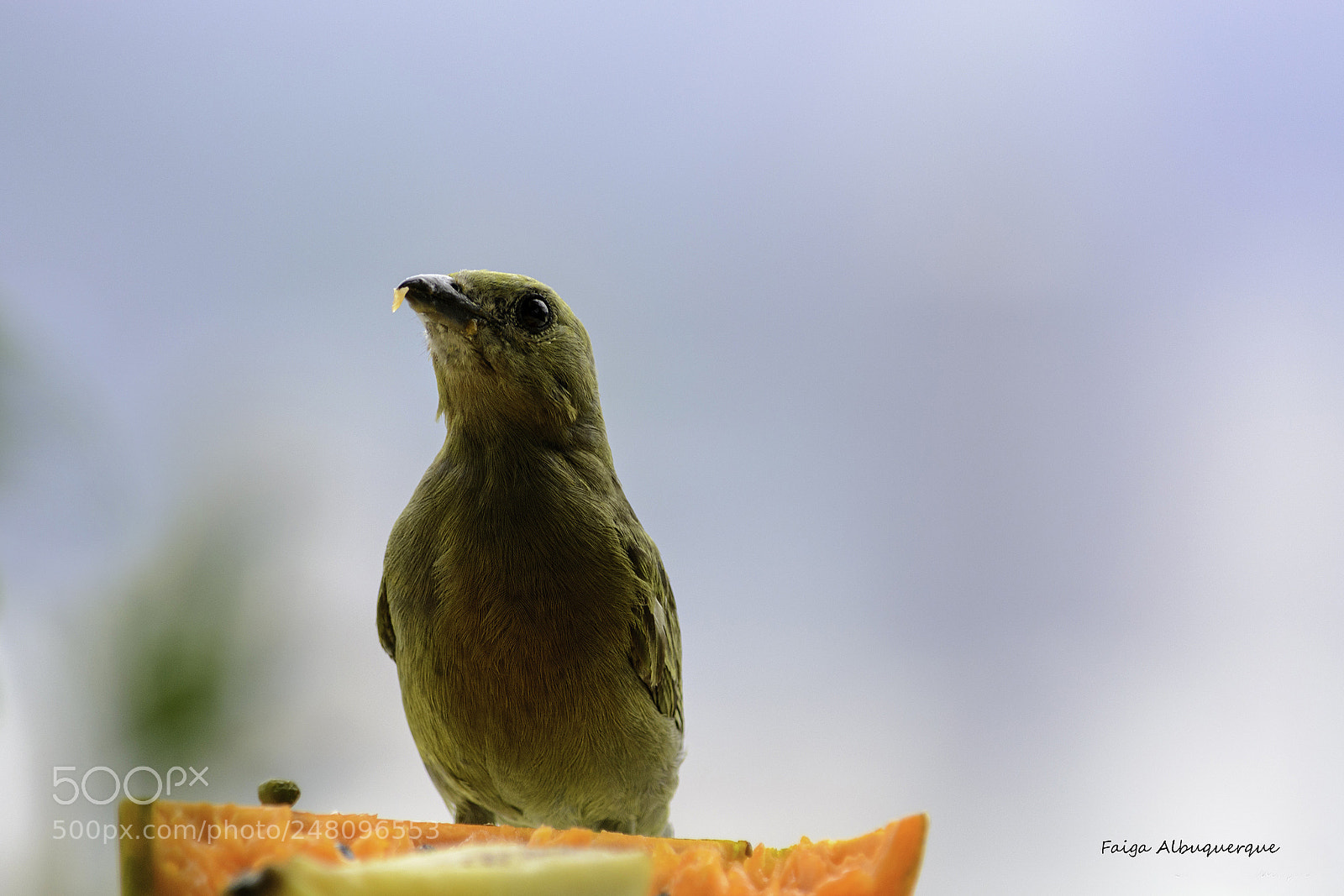 Nikon D5200 sample photo. I love papaya photography