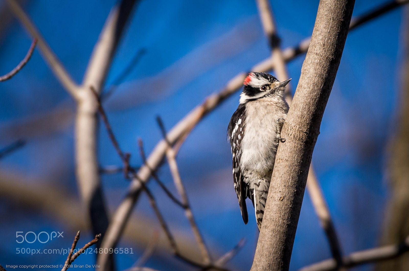 Nikon D7100 sample photo. Downy woodpecker 2 photography