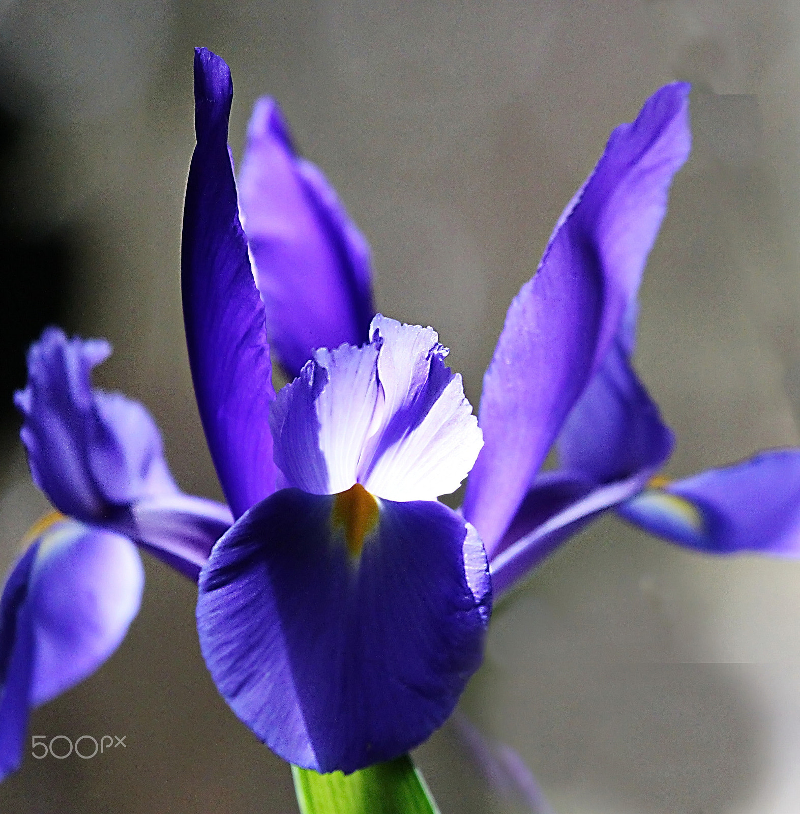 Canon EOS 500D (EOS Rebel T1i / EOS Kiss X3) sample photo. Blue iris... photography