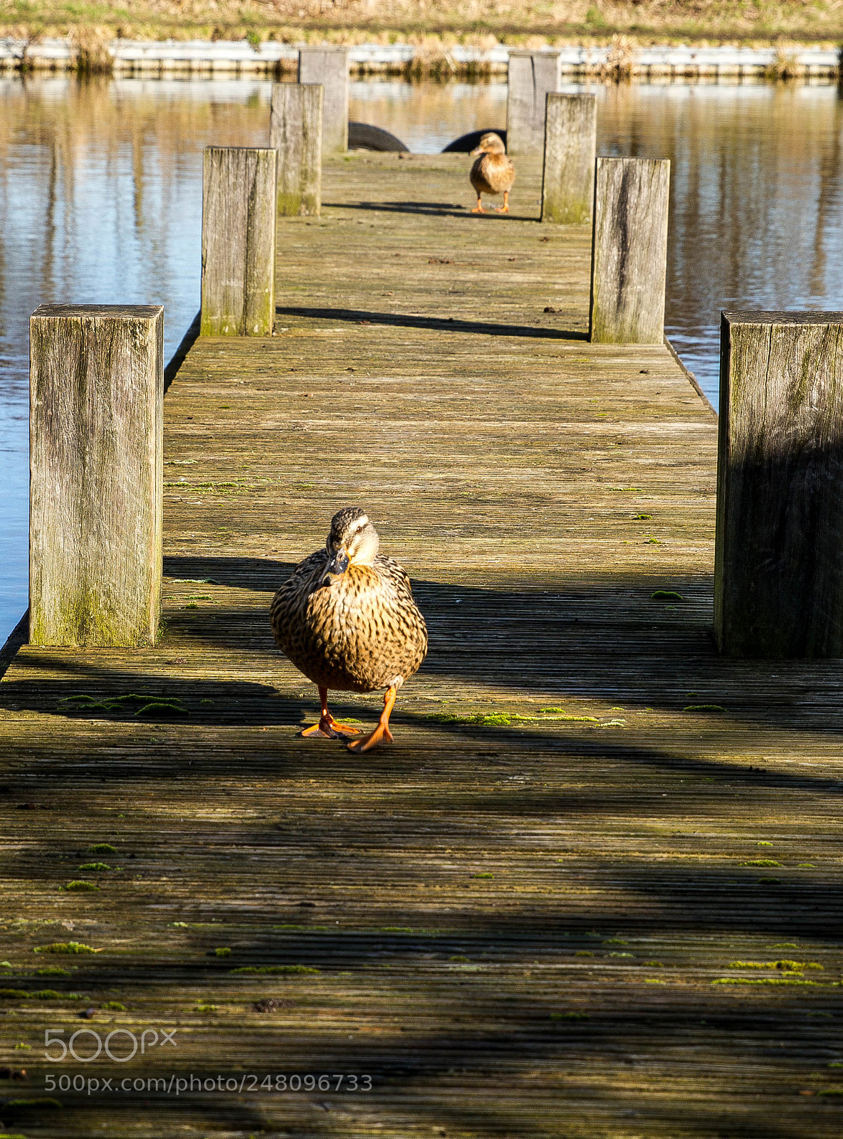 Canon EOS 7D sample photo. Mrs duck photography