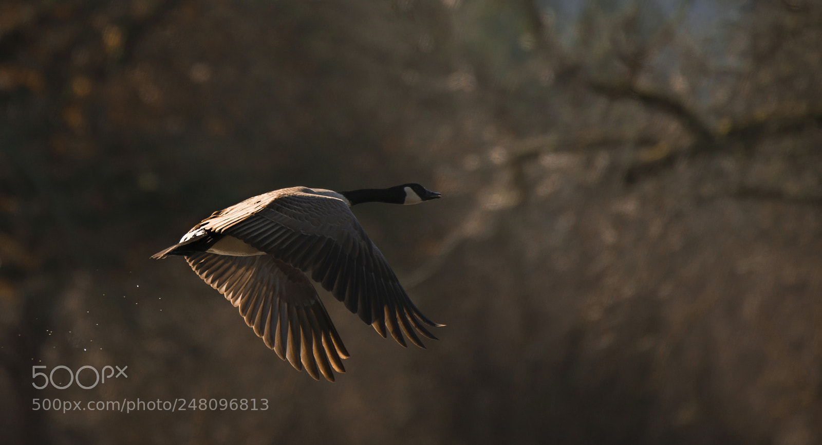 Nikon D800E sample photo. A beautiful cold sunny photography