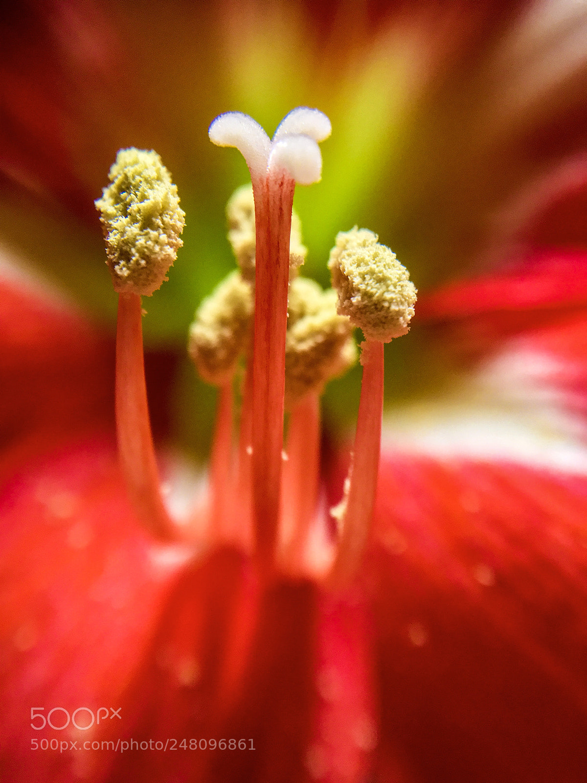 Apple iPhone SE sample photo. Amaryllis pistil and stamen photography