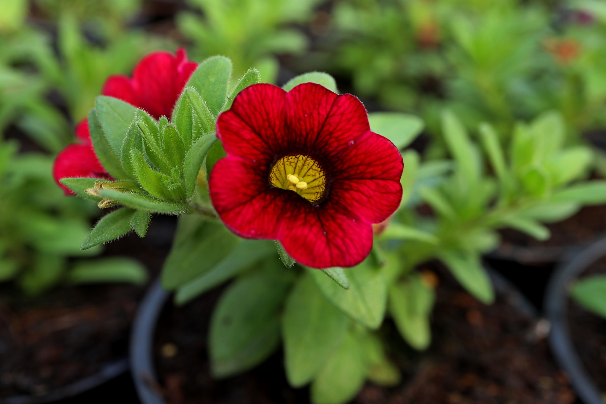 Canon EF-M 28mm F3.5 Macro IS STM sample photo. Milionbells photography