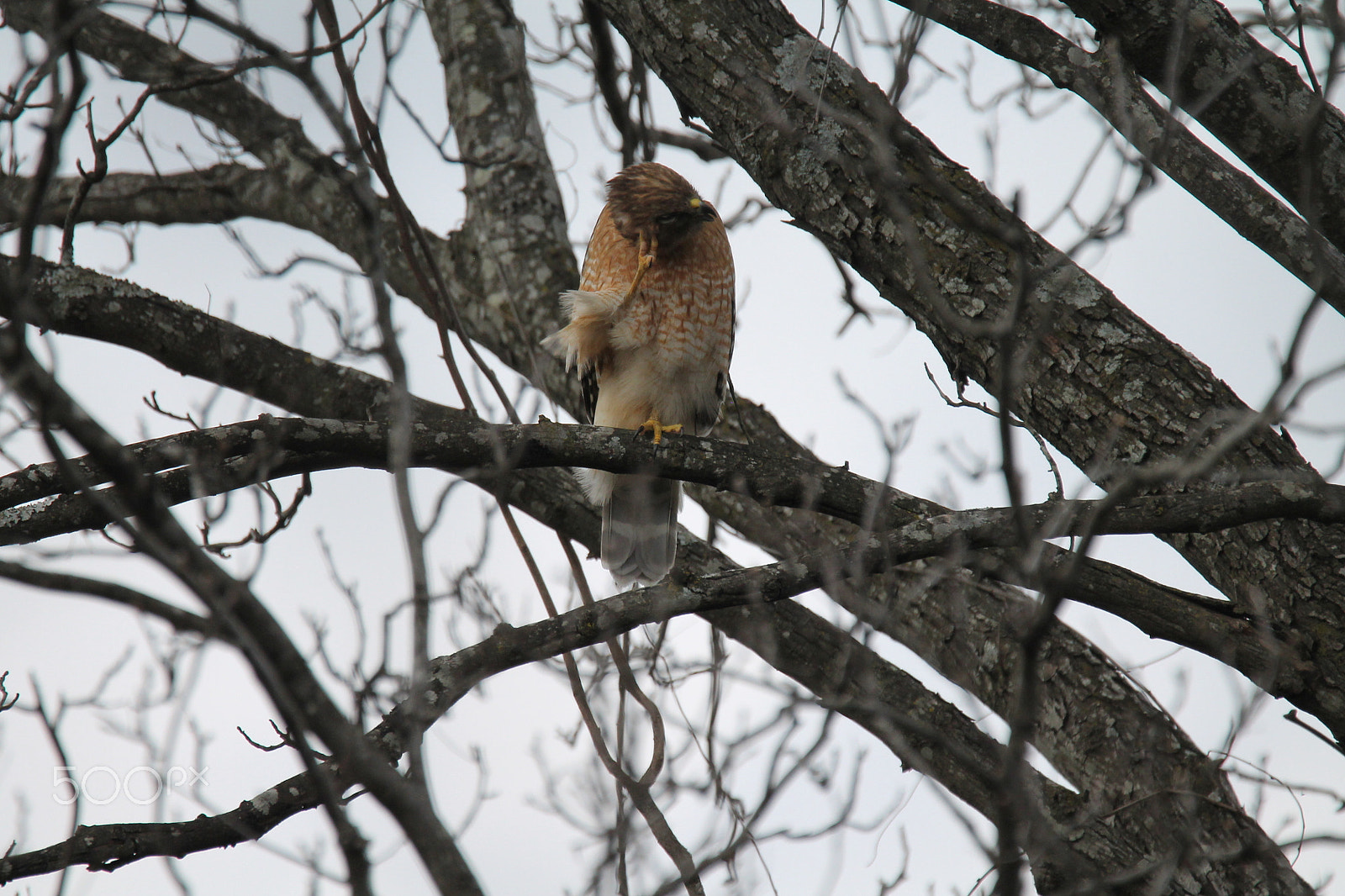 Tamron SP 150-600mm F5-6.3 Di VC USD sample photo. Itchy red-tailed hawk photography