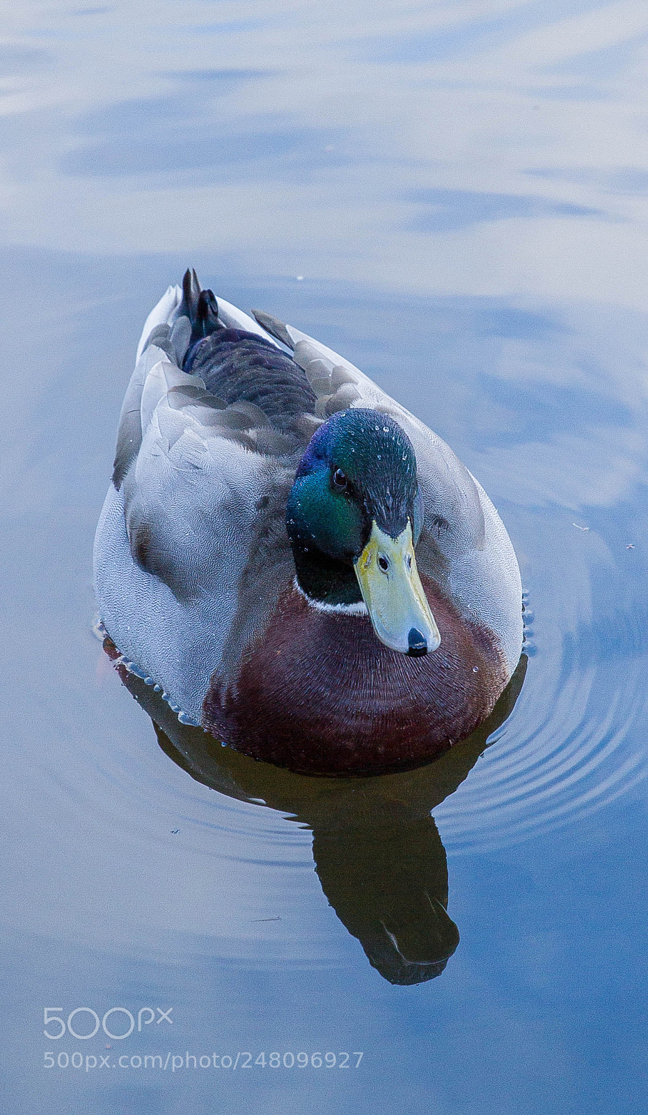 Canon EOS 7D sample photo. Mr duck photography