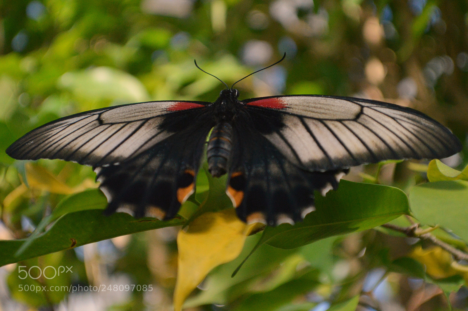 Nikon D3200 sample photo. Butterflies photography