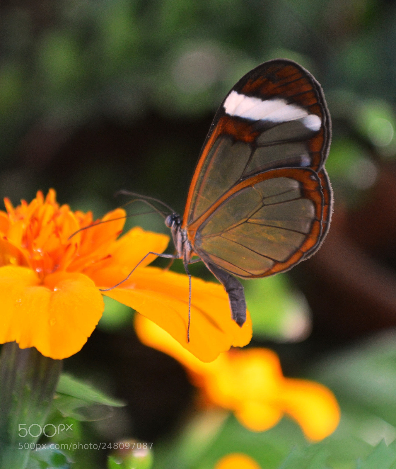 Nikon D3200 sample photo. Butterflies photography