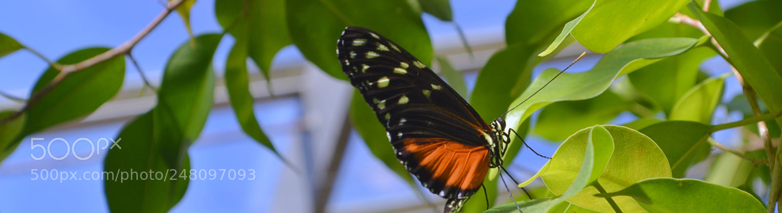 Nikon D3200 sample photo. Butterflies photography