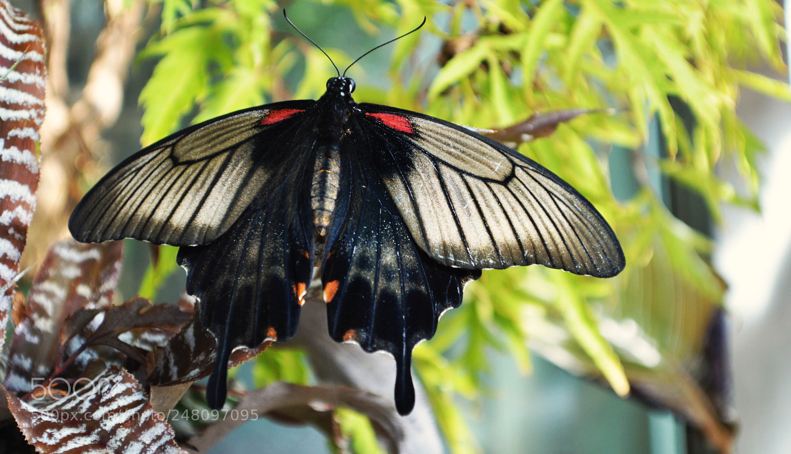 Nikon D3200 sample photo. Butterflies photography