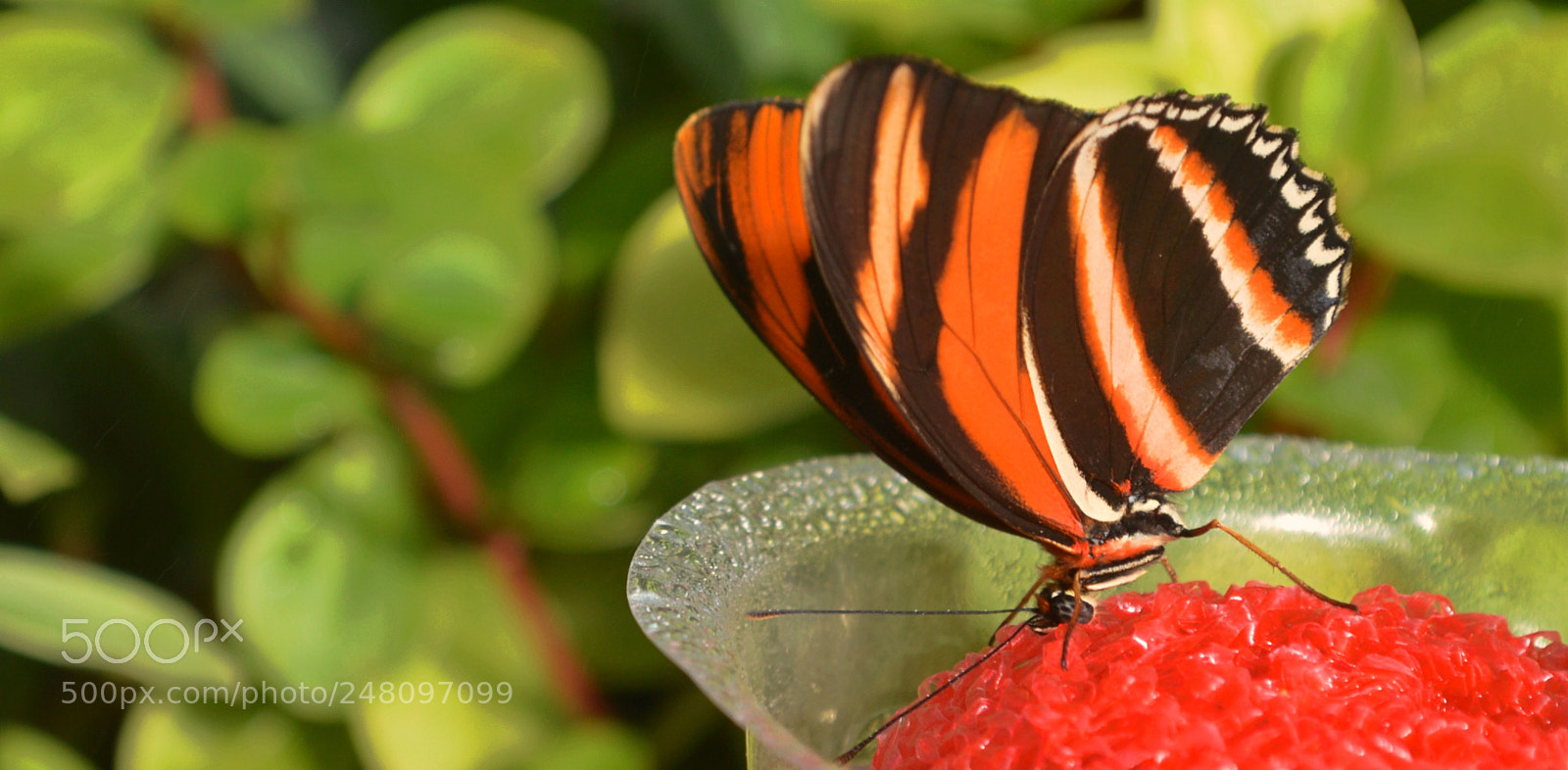 Nikon D3200 sample photo. Butterflies photography
