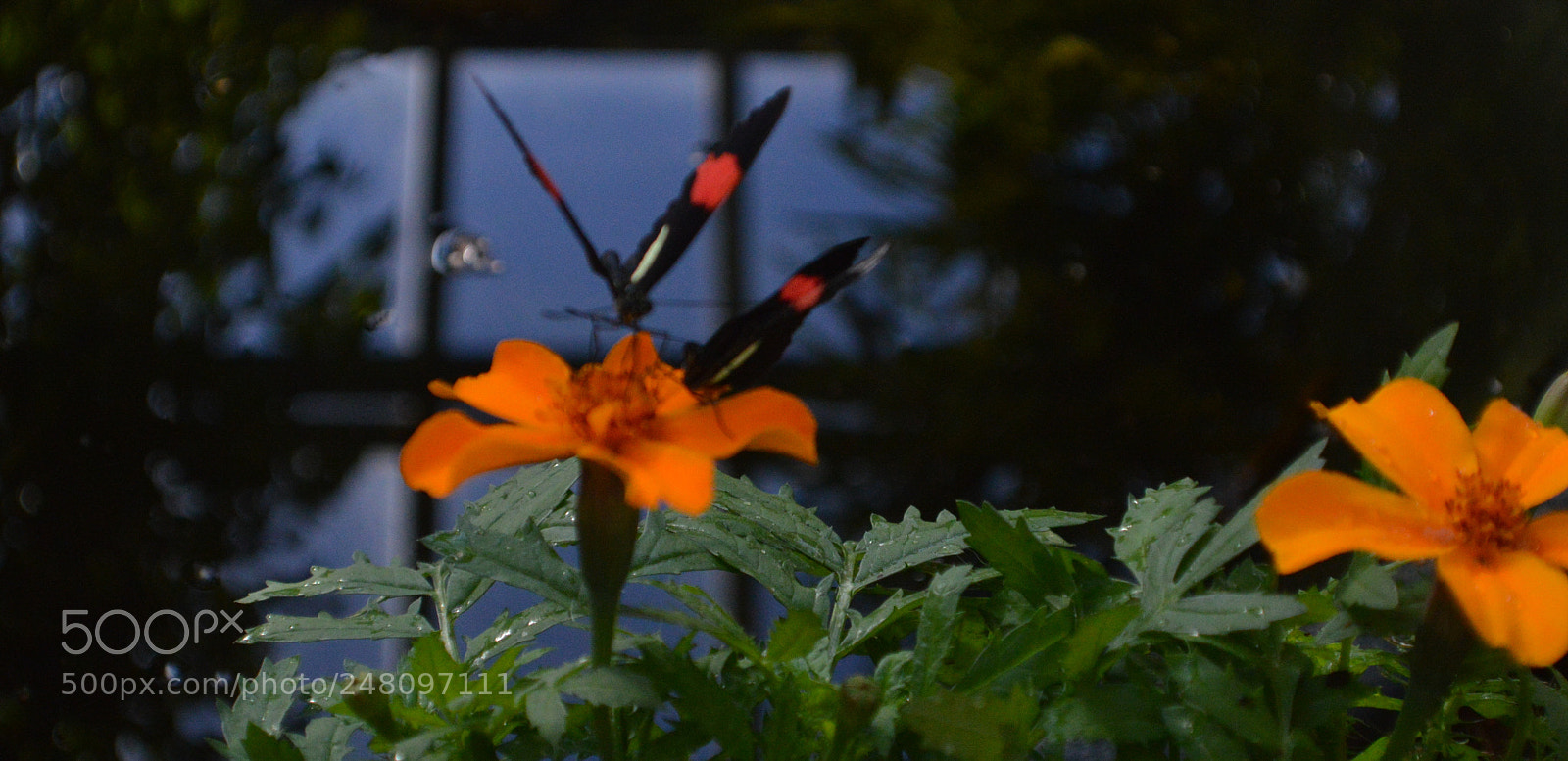 Nikon D3200 sample photo. Butterflies photography