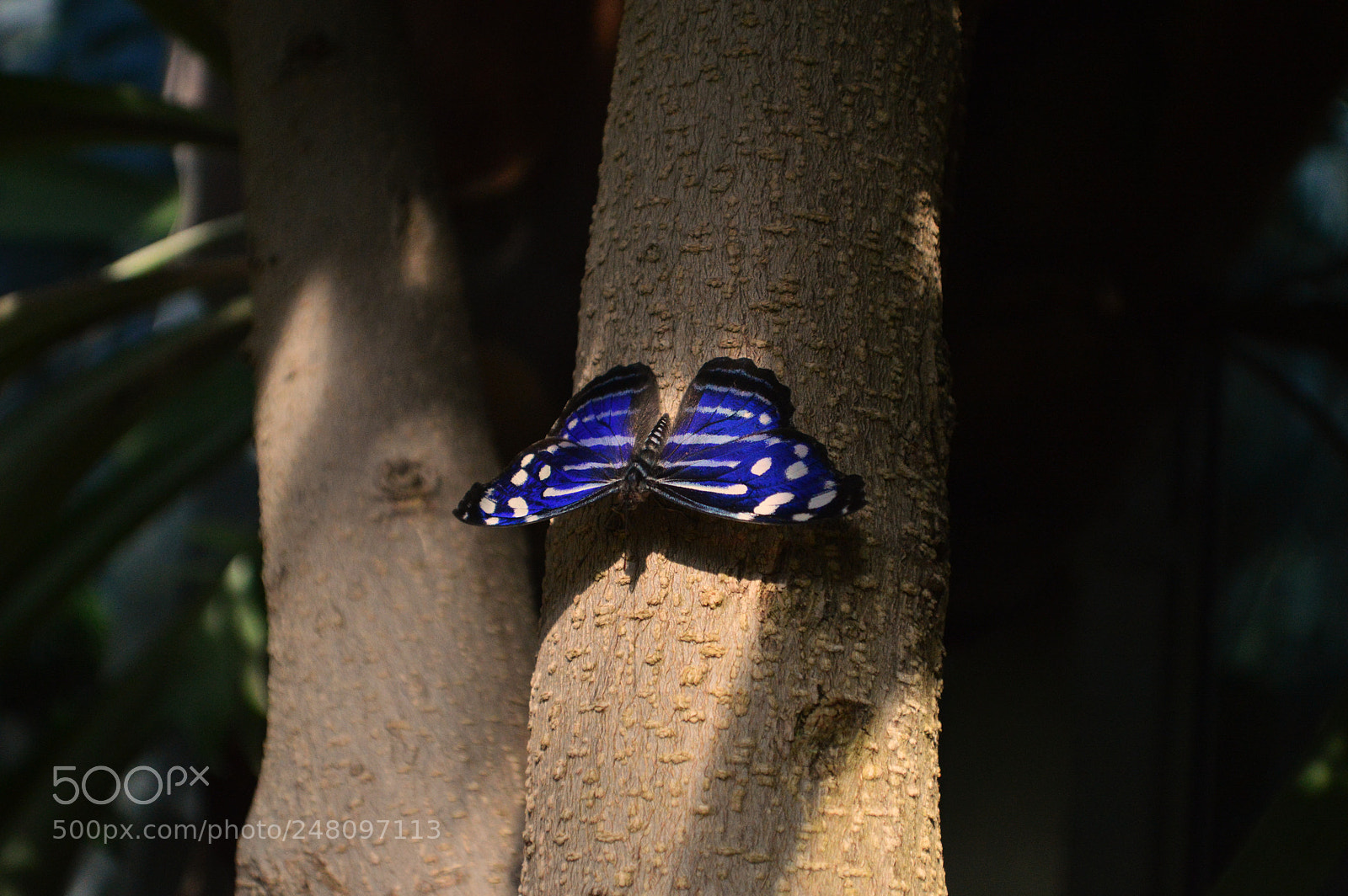 Nikon D3200 sample photo. Butterflies photography