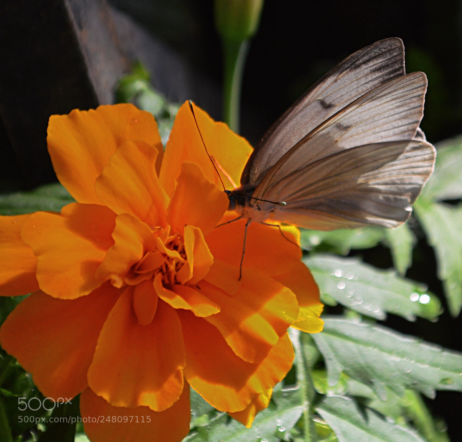 Nikon D3200 sample photo. Butterflies photography