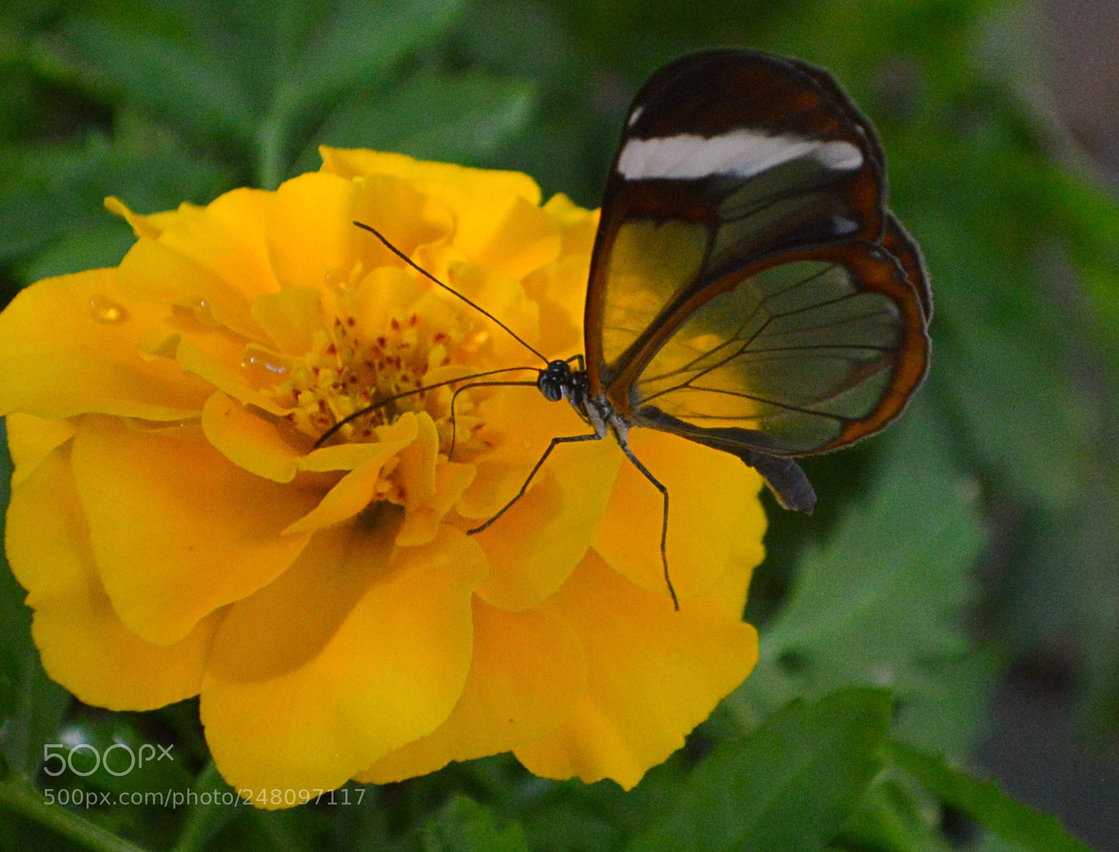 Nikon D3200 sample photo. Butterflies photography