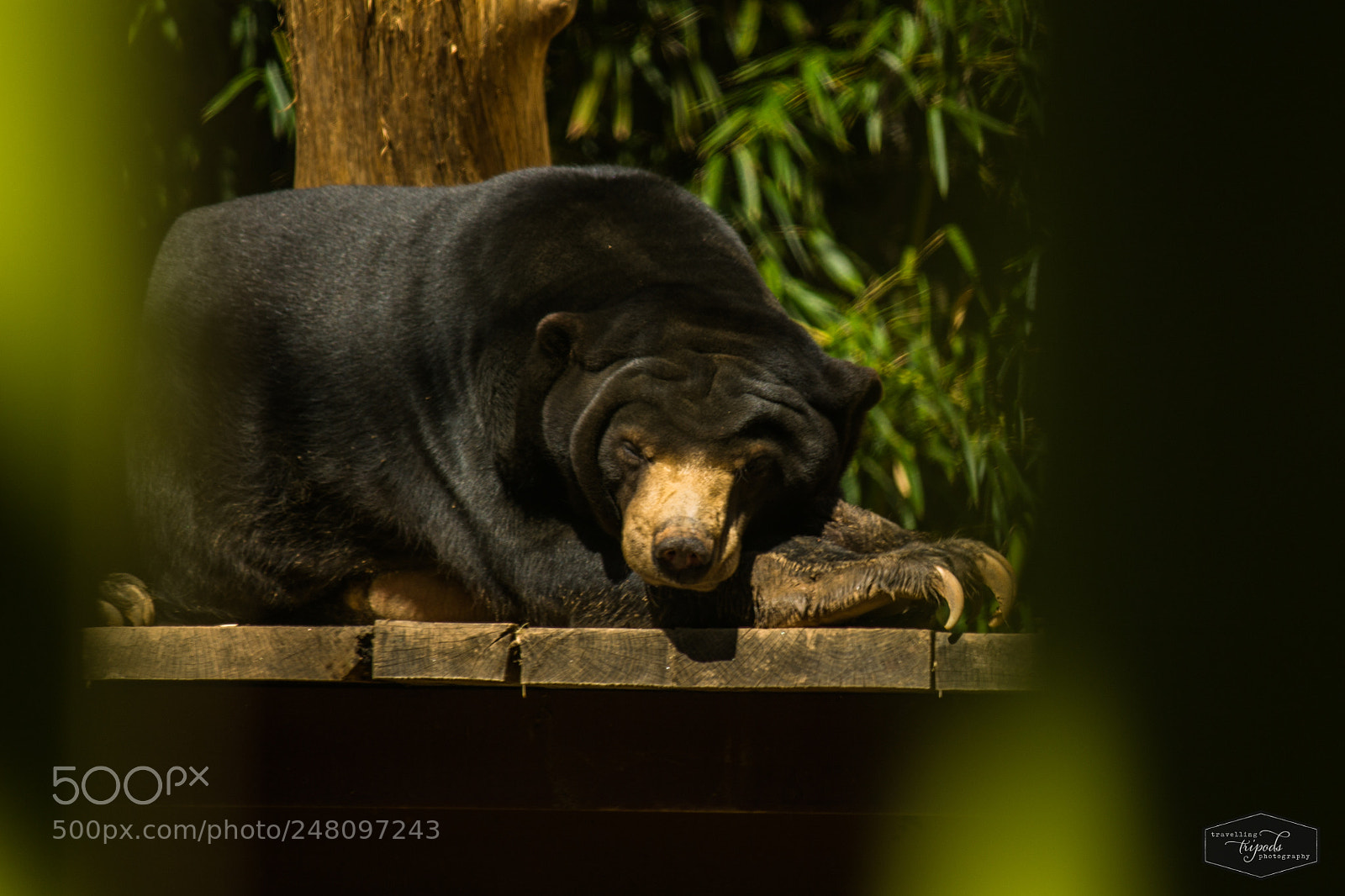 Canon EOS 1100D (EOS Rebel T3 / EOS Kiss X50) sample photo. Sun bear photography