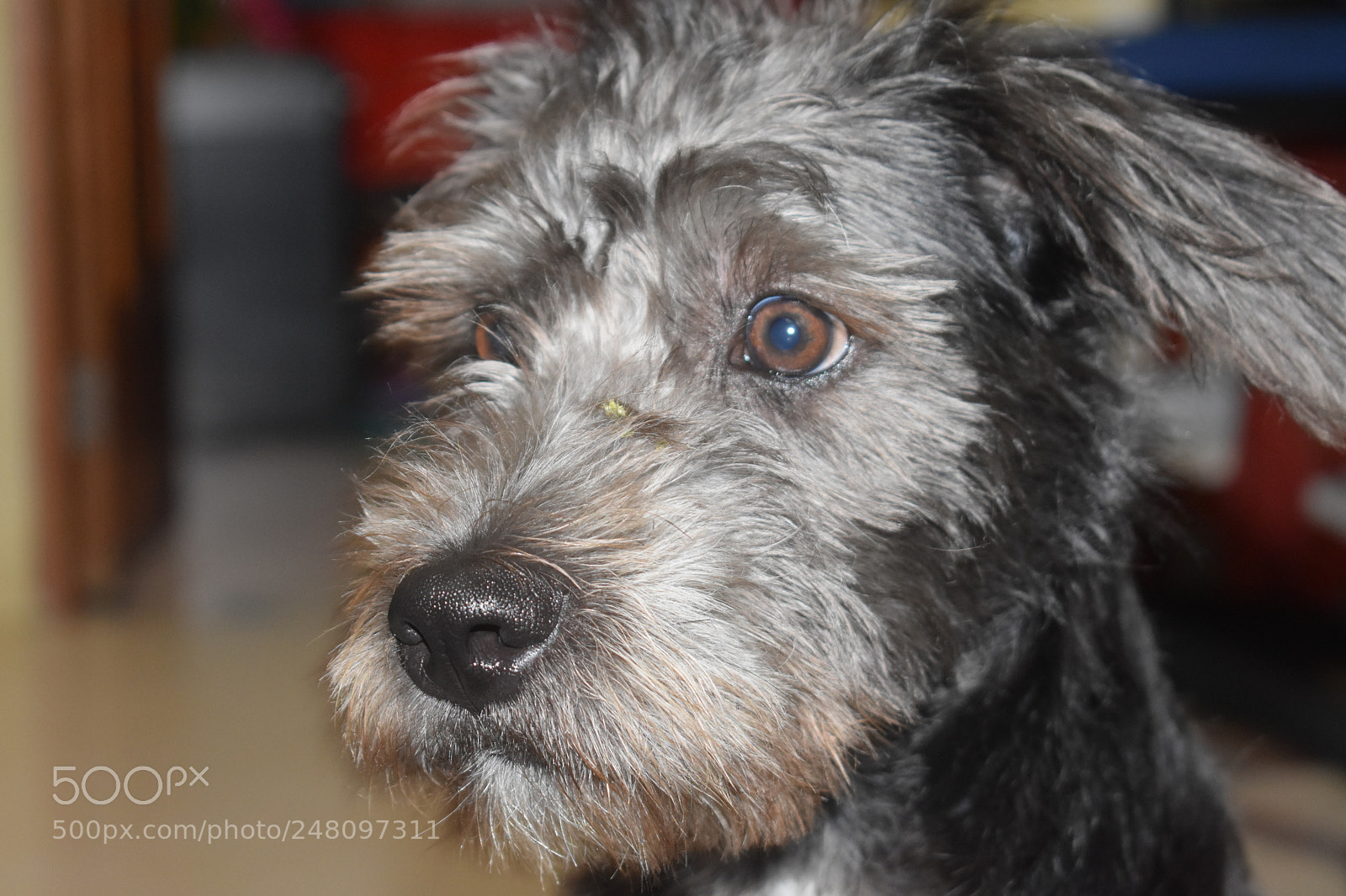 Nikon D3400 sample photo. Toby photography