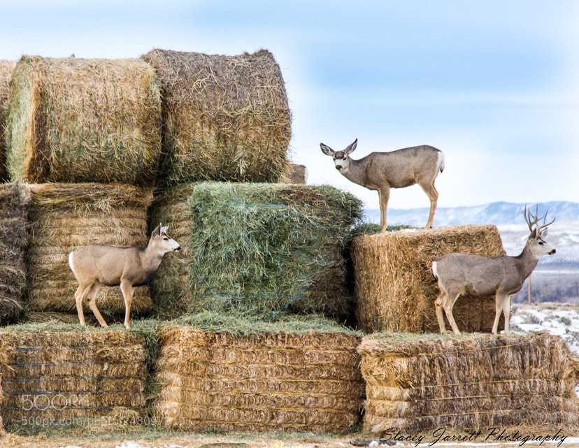 Nikon D3100 sample photo. Mule deer on the photography