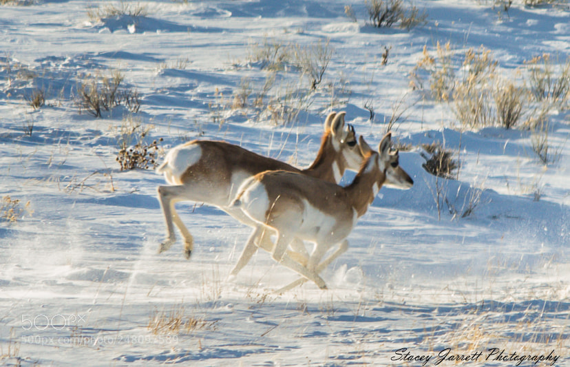 Nikon D3100 sample photo. Antelope on the move photography