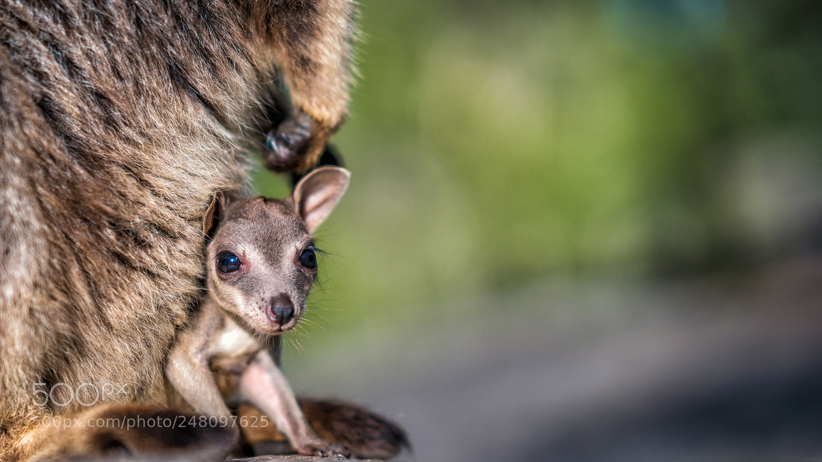 Sony a7R II sample photo. Rock wallabies rob brown photography