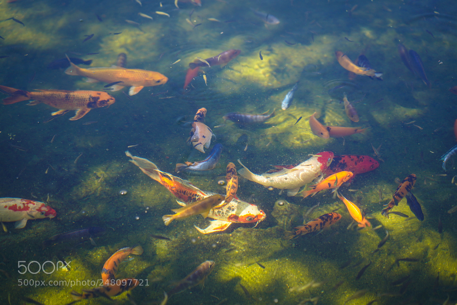 Sony a7R III sample photo. Miami botanical gardens photography