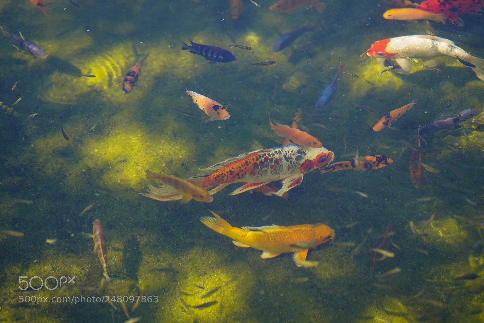 Sony a7R III sample photo. Miami botanical gardens photography