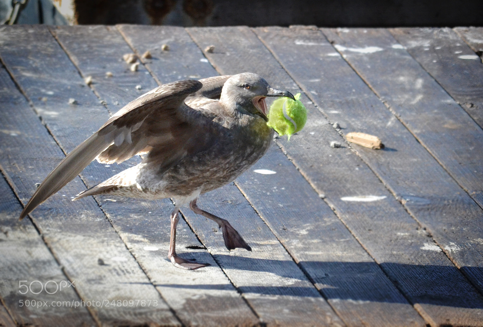 Nikon D3100 sample photo. A great catch san photography