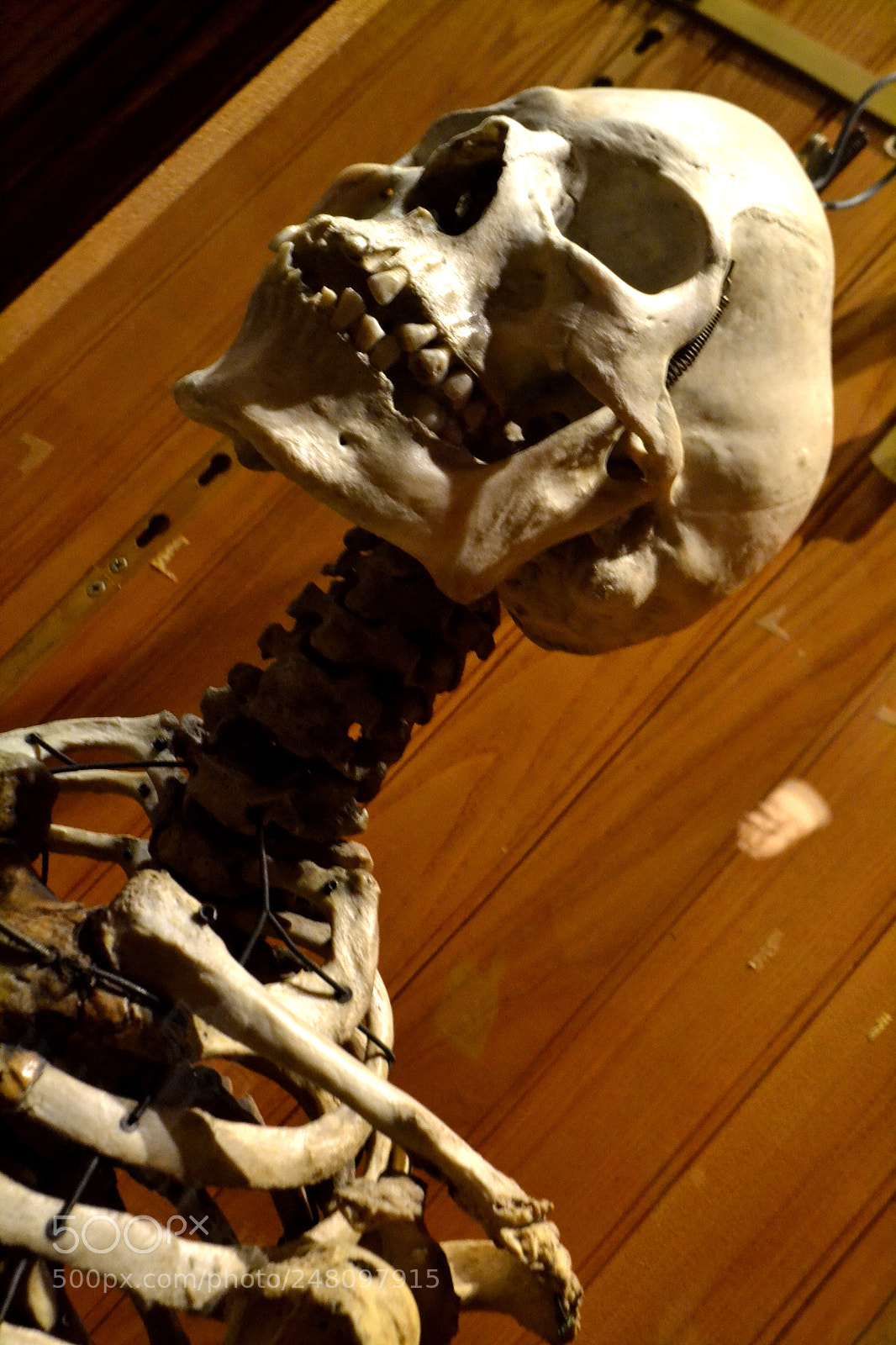 Nikon D3100 sample photo. Bad to the bone photography