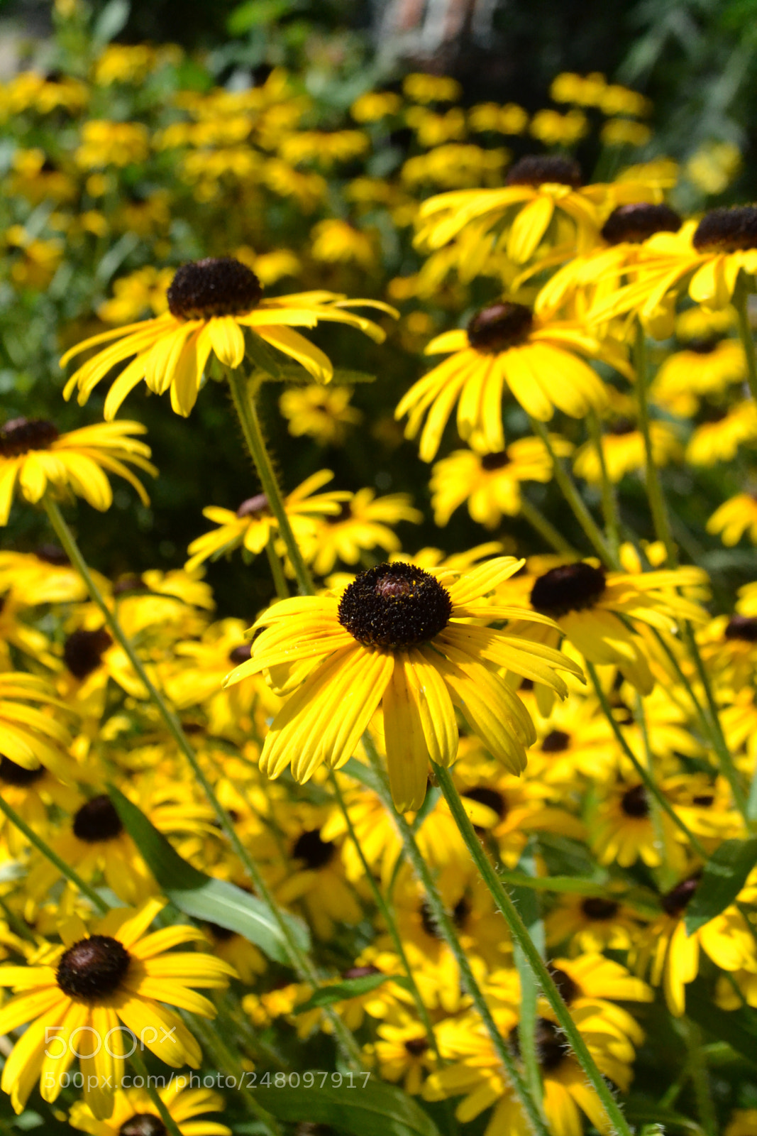 Nikon D3100 sample photo. Too happy for me photography