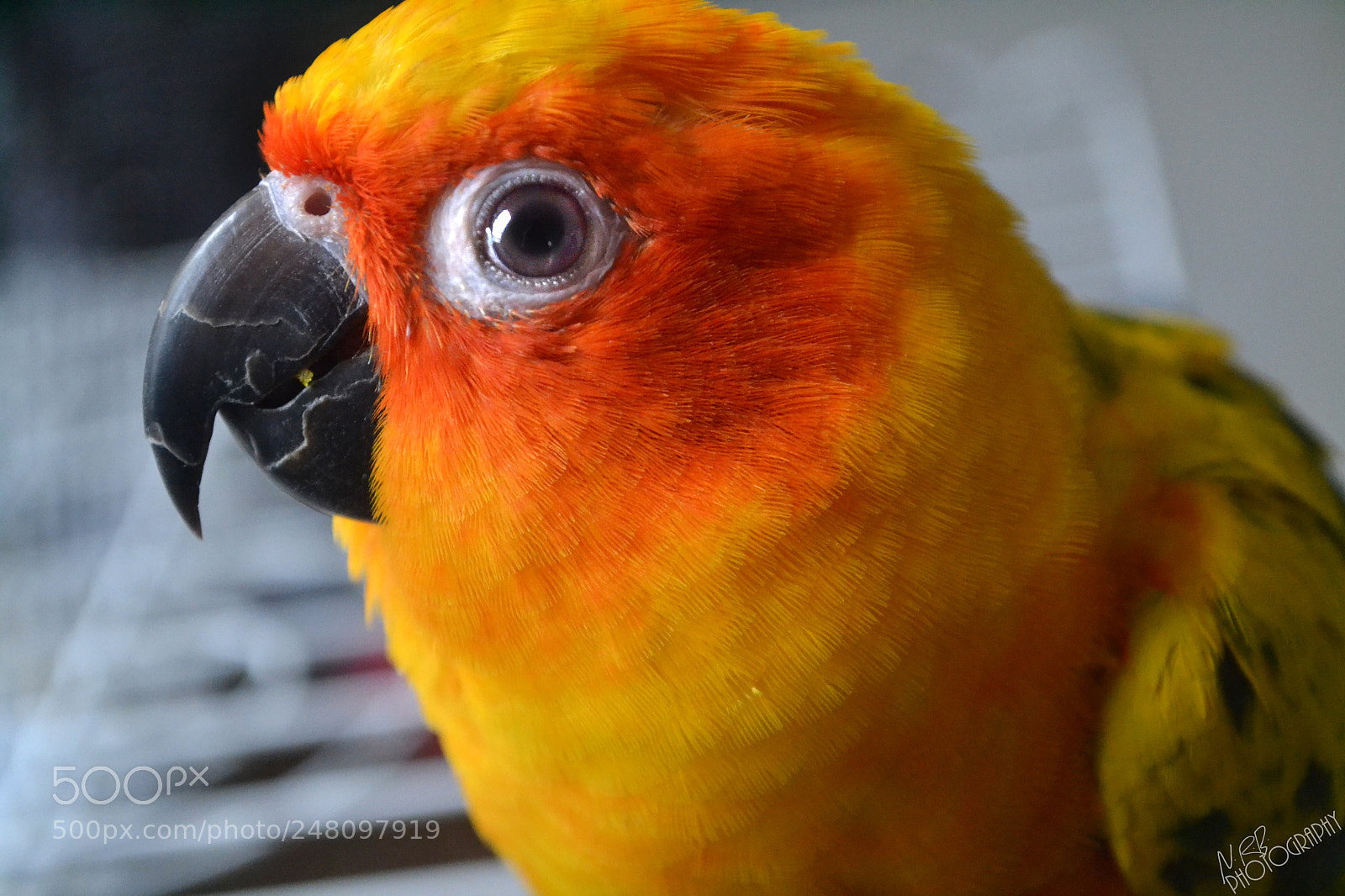 Nikon D3100 sample photo. Squishy the parrot los photography