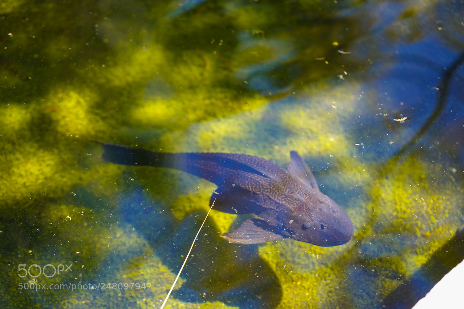 Sony a7R III sample photo. Miami botanical gardens photography