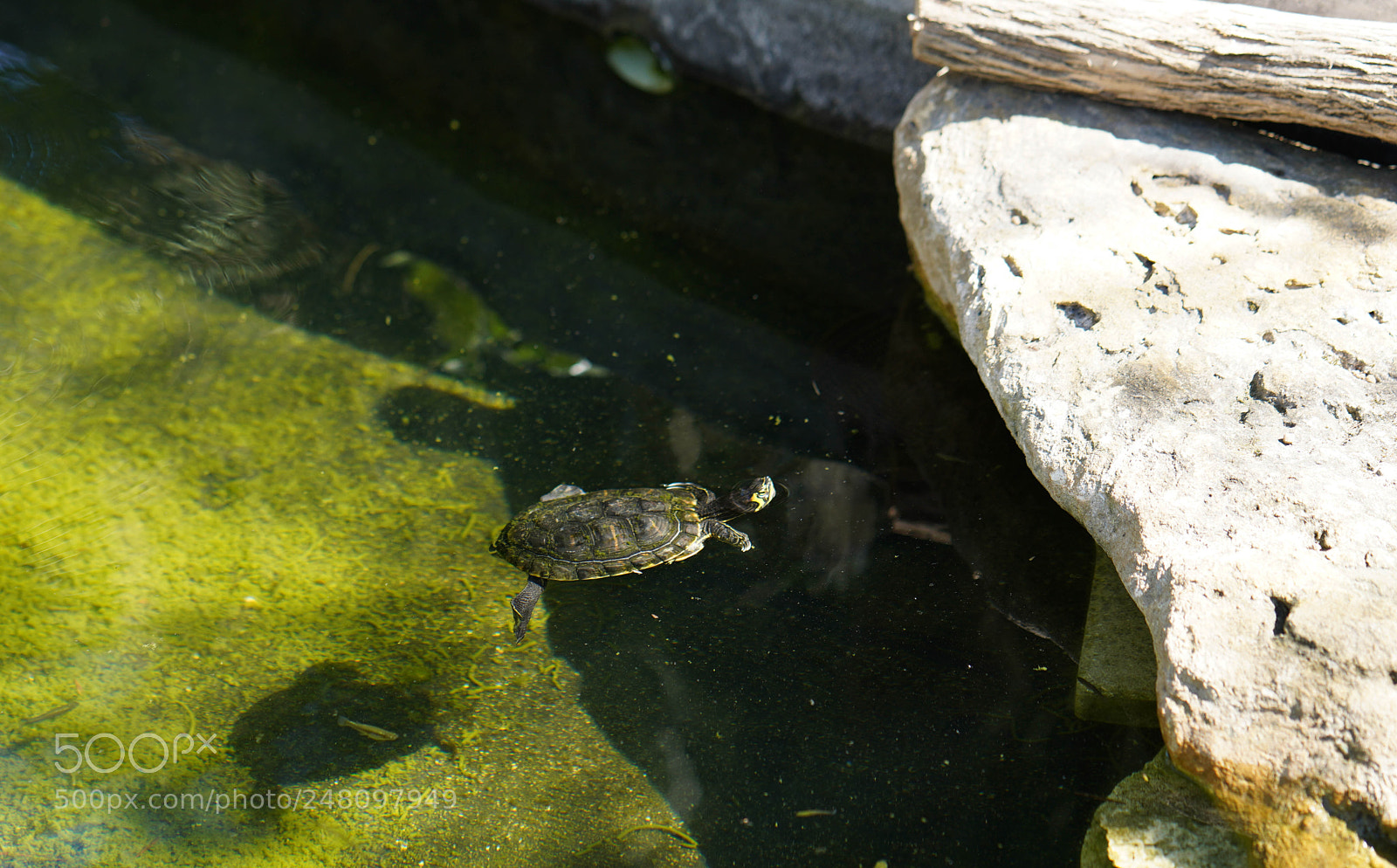 Sony a7R III sample photo. Miami botanical gardens photography