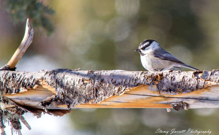 Nikon D3100 sample photo. Mountain chickadee photography