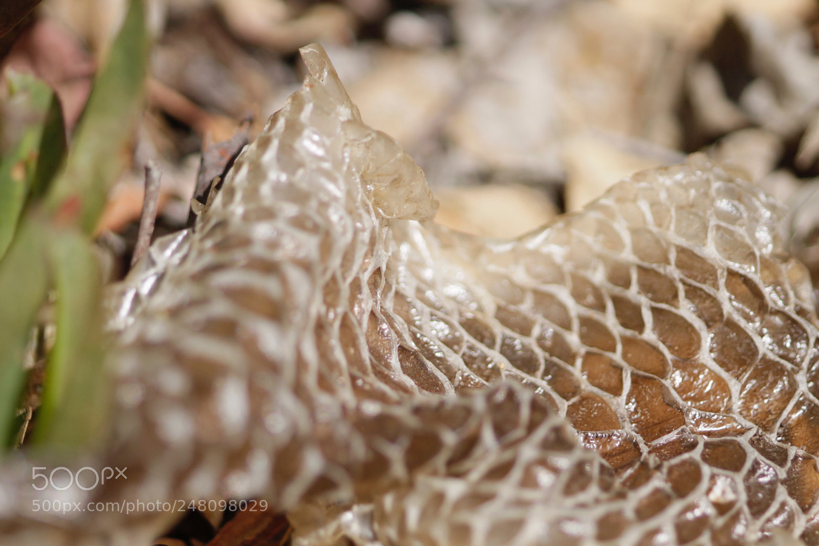 Canon EOS 1100D (EOS Rebel T3 / EOS Kiss X50) sample photo. Snakeskin photography