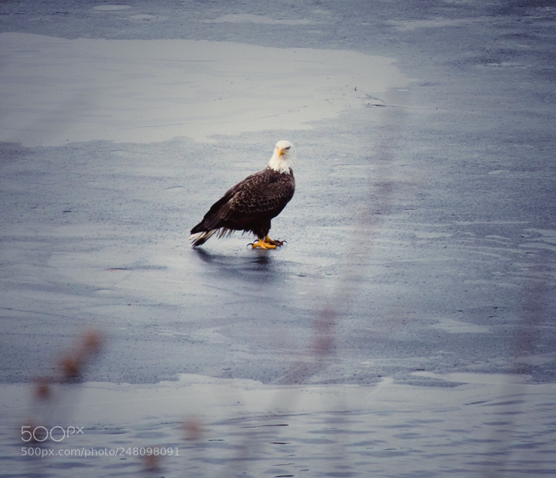 Canon EOS 6D Mark II sample photo. Eagle one photography
