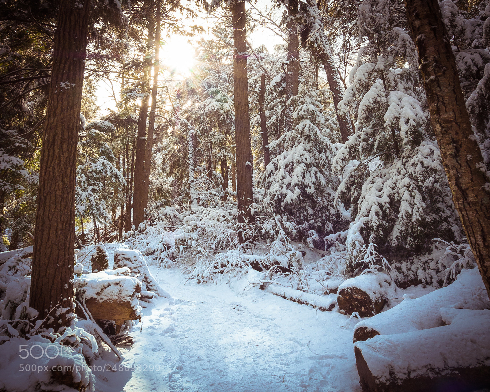 Olympus PEN-F sample photo. Swallow falls state park photography