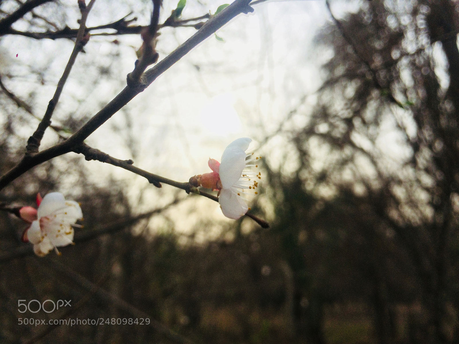 Apple iPhone 5s sample photo. Untitled photography