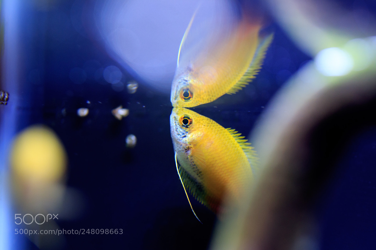 Canon EOS 7D Mark II sample photo. Reflections photography
