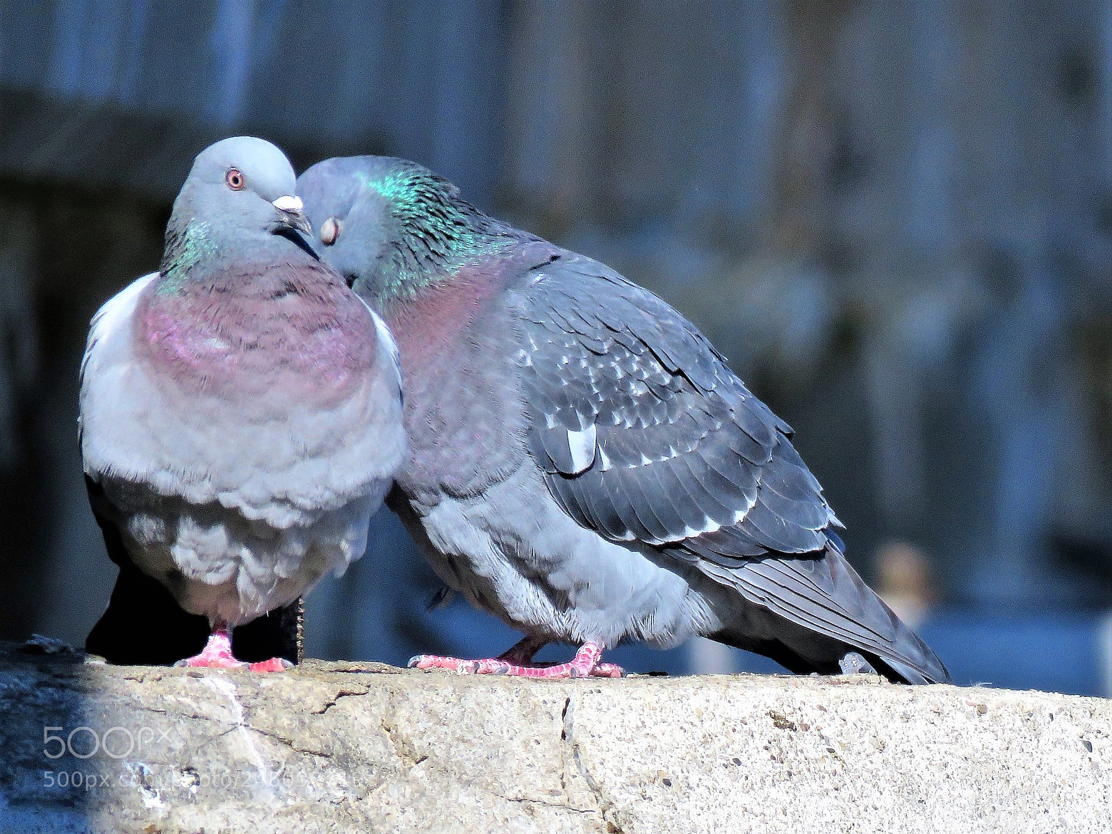 Canon PowerShot SX60 HS sample photo. Bashful photography