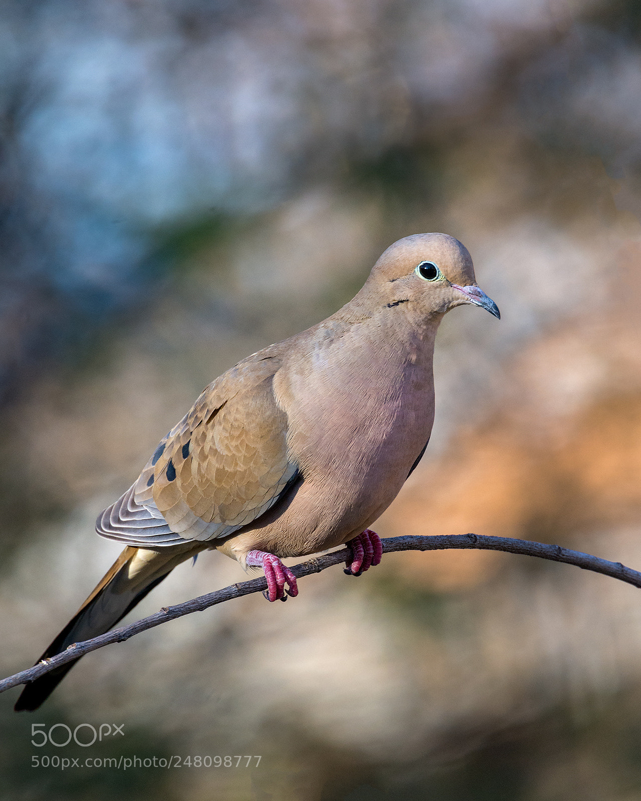 Nikon D7100 sample photo. Lonesome dove photography