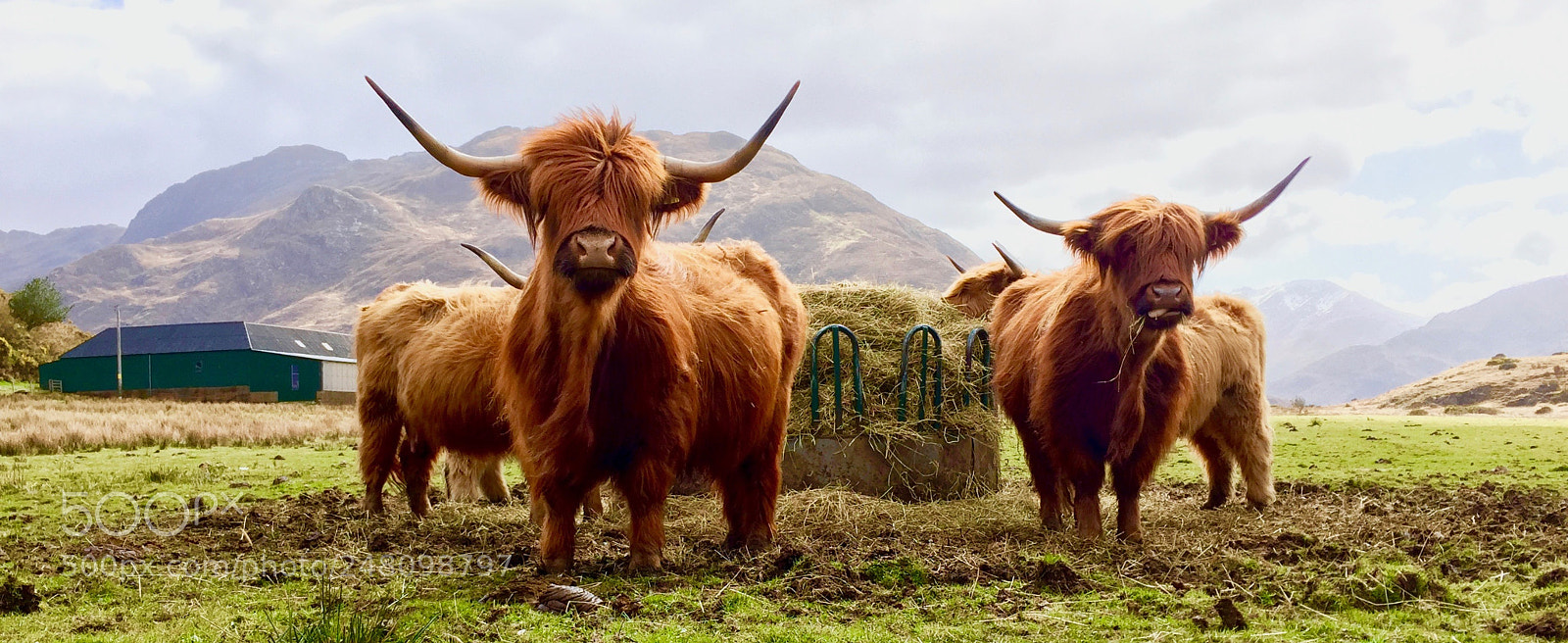 Apple iPhone 6 sample photo. Highland cattle. photography