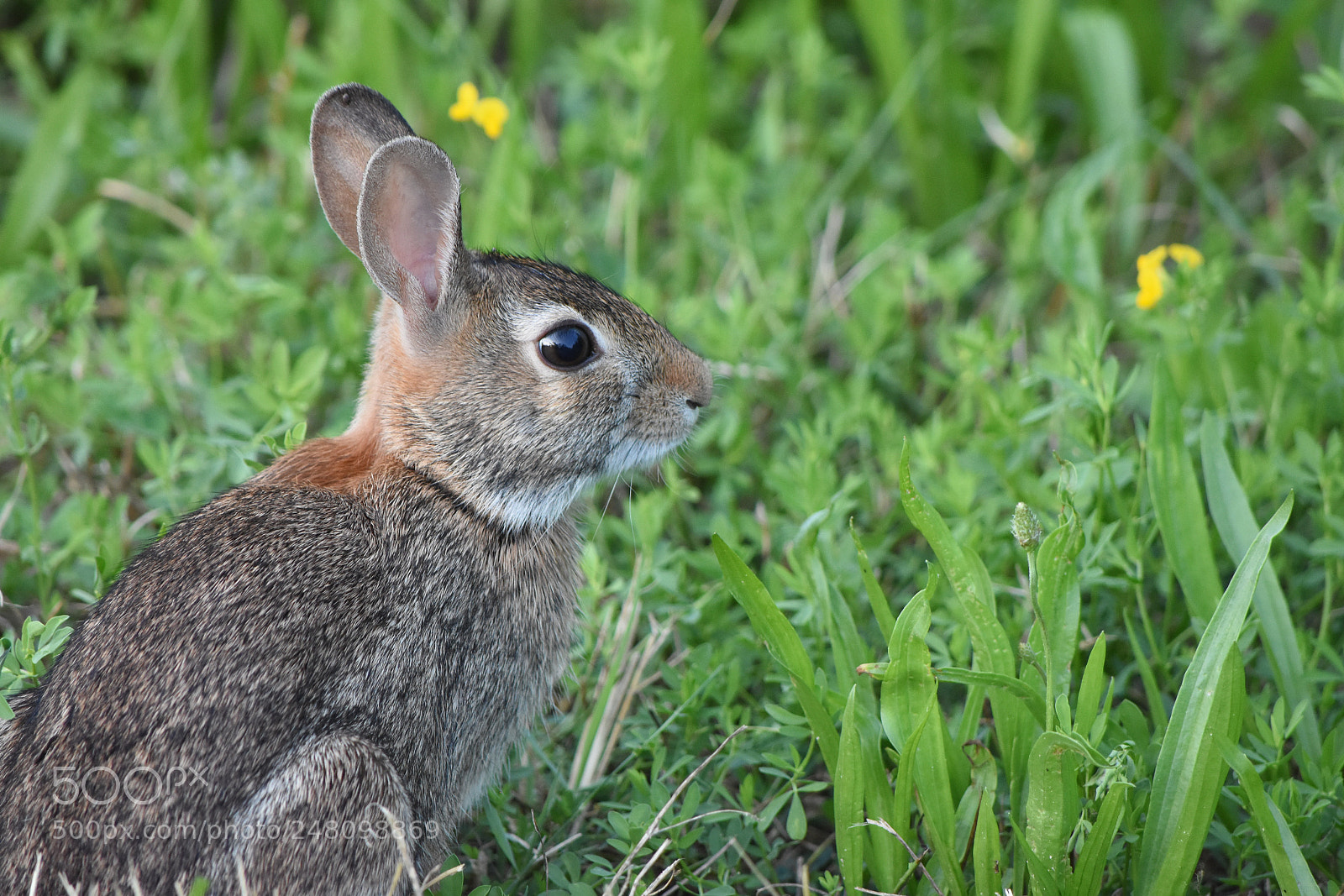 Nikon D7200 sample photo. Rabbit photography
