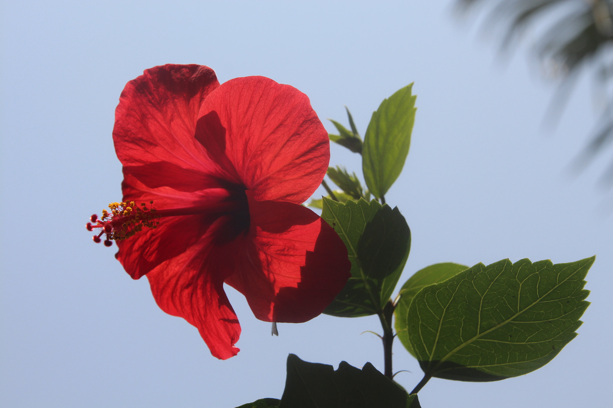 Canon EOS 650D (EOS Rebel T4i / EOS Kiss X6i) sample photo. Lotus blossom photography